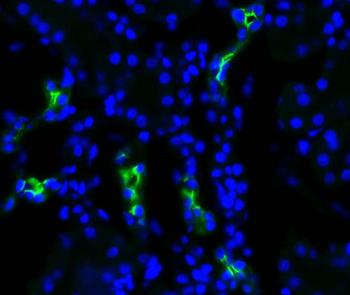 Aquaporin 2 Antibody (FITC)