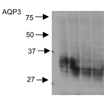 Aquaporin 3 Antibody (APC)