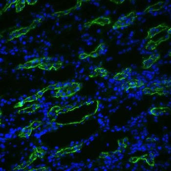 Aquaporin 3 Antibody (FITC)