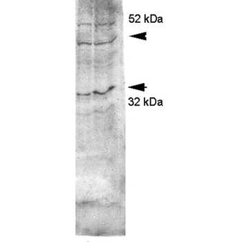 Aquaporin 4 Antibody (Biotin)