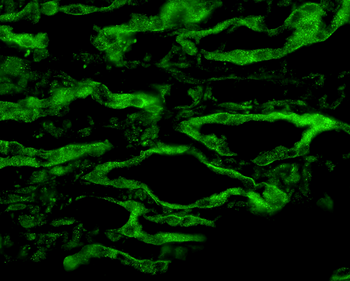Aquaporin 4 Antibody (PerCP)
