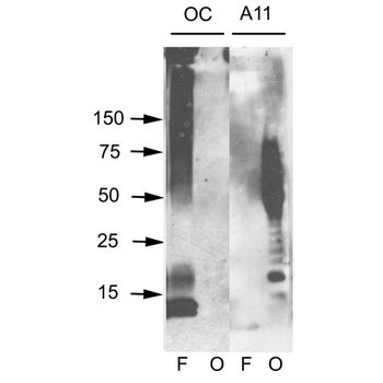 Amyloid Oligomers (A11) Antibody (HRP)