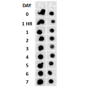Amyloid Fibrils (OC) Antibody (Biotin)