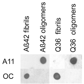 Amyloid Fibrils (OC) Antibody (HRP)