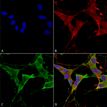 LAR Antibody (Biotin)