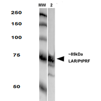 LAR Antibody (Biotin)