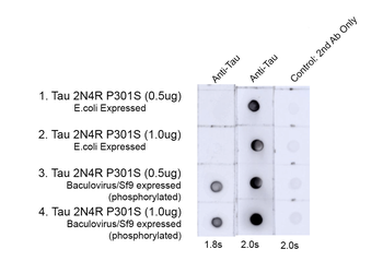 Tau (pThr217) Antibody (RPE)