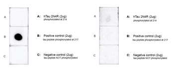 Tau (pThr217) Antibody (HRP)