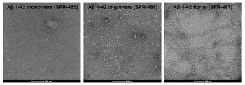 Amyloid Beta Peptide 1-42 Monomers