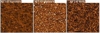 Amyloid Beta Peptide 1-42 Monomers