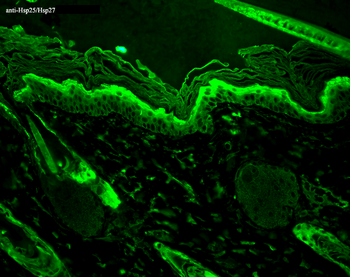 HSP27 Antibody (PerCP)