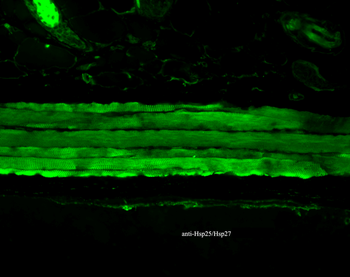HSP27 Antibody (PerCP)