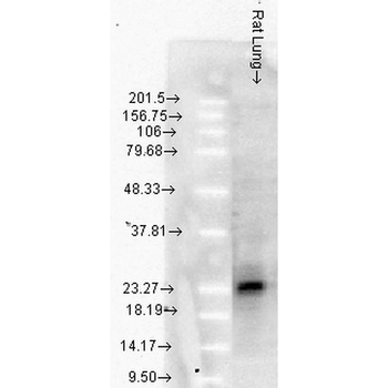 HSP27 Antibody (RPE)