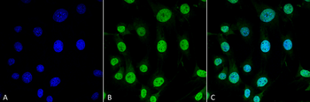 TRAP1 Antibody (HRP)