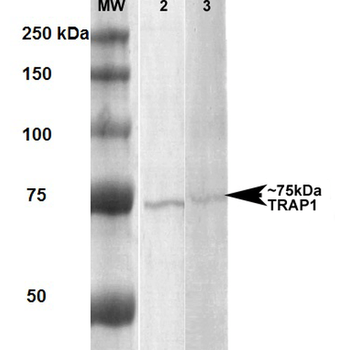 TRAP1 Antibody (PerCP)