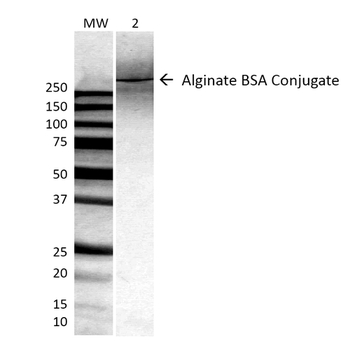 Alginate Antibody (PerCP)