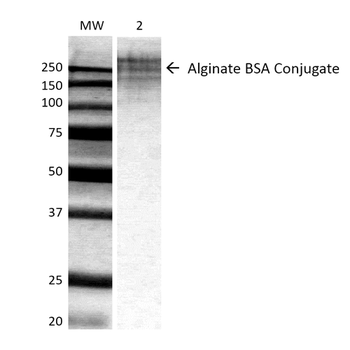 Alginate Antibody (Biotin)