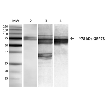 GRP78 Antibody (FITC)