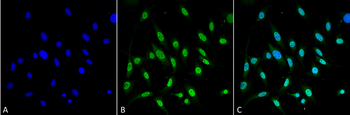 GRP78 Antibody (RPE)
