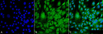 GRP78 Antibody (Biotin)