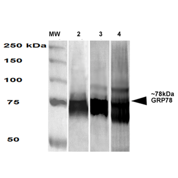 GRP78 Antibody (PerCP)
