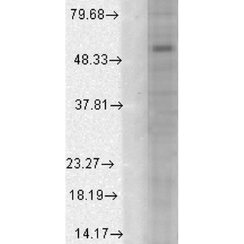 GABA A Receptor Antibody (APC)