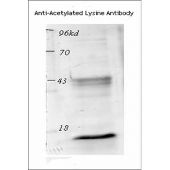 Acetylated Lysine Antibody (APC)