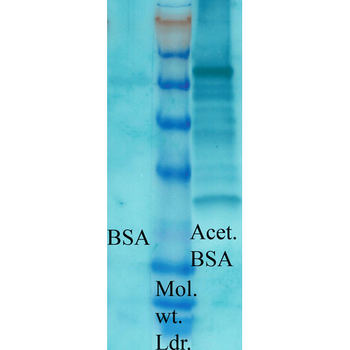 Acetylated Lysine Antibody (PerCP)