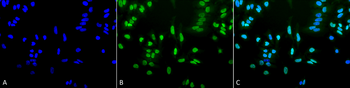 Acetylated Lysine Antibody (PerCP)