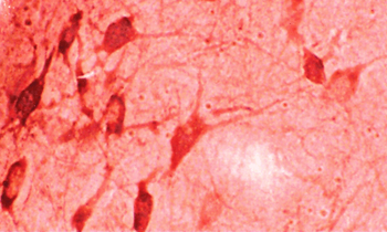 HO-1 Antibody (APC)