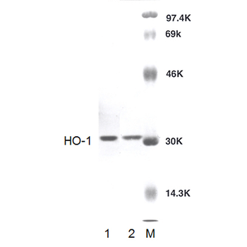 HO-1 Antibody (Biotin)