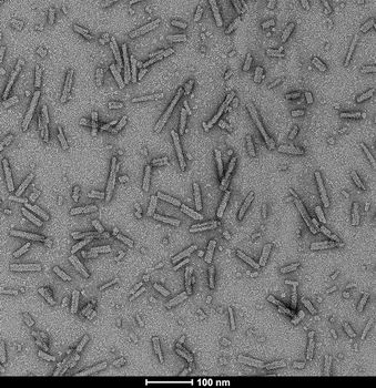 Alpha Synuclein A53T Mutant Pre-formed Fibrils