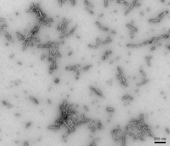 Alpha Synuclein Pre-formed Fibrils