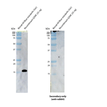 GDNF Antibody (HRP)