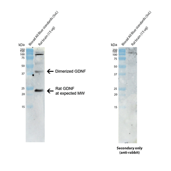 GDNF Antibody (APC)