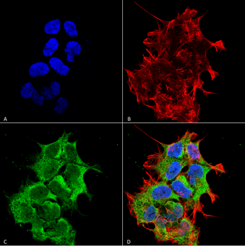 GRP170 Antibody (Biotin)