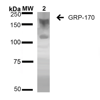 GRP170 Antibody (Biotin)