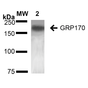 GRP170 Antibody (PerCP)