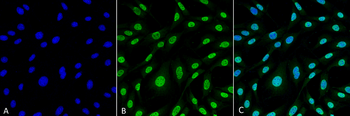 HO-1 Antibody (HRP)