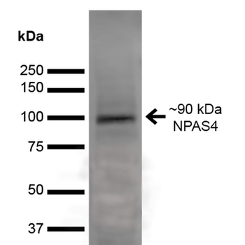 NPAS4 Antibody (Biotin)