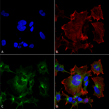 NPAS4 Antibody (RPE)