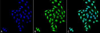 PP5 Antibody (APC)