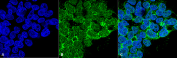 PP5 Antibody (HRP)