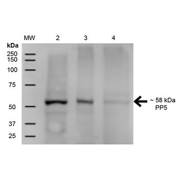 PP5 Antibody (PerCP)