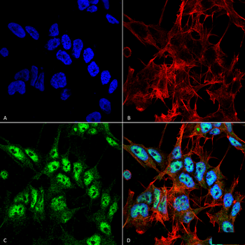 Beclin 1 Antibody (APC)