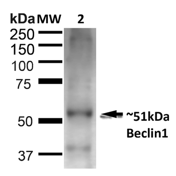 Beclin 1 Antibody (FITC)