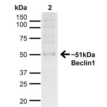 Beclin 1 Antibody (APC)