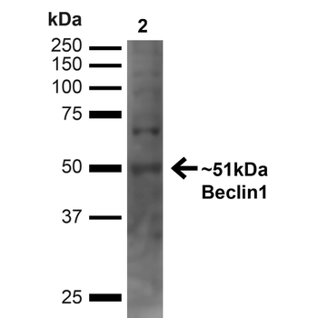 Beclin 1 Antibody (Biotin)