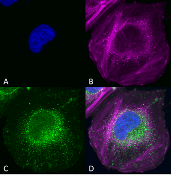 Beclin 1 Antibody (HRP)