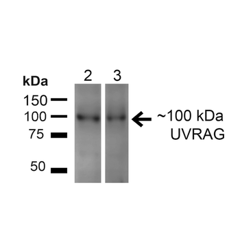 UVRAG Antibody (Biotin)
